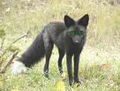 Blackfox-01.jpg